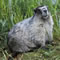 hoary marmot